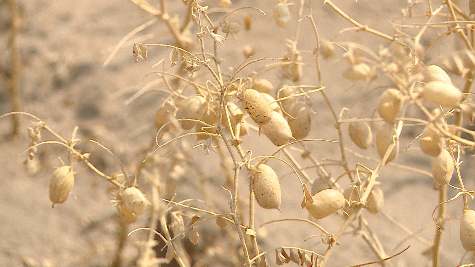 В Волгоградской области идет уборка нута. Сказалась ли погода на урожайности?