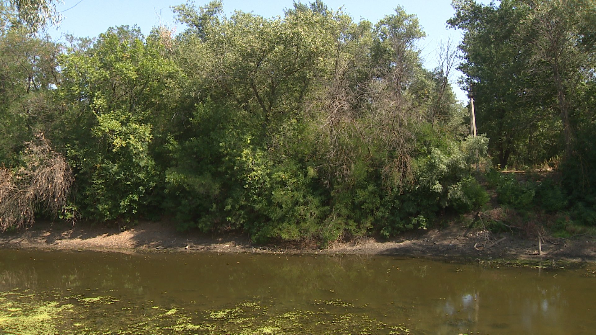 Экологи поддержали идею создания лесозащитных полос в Волгоградской области