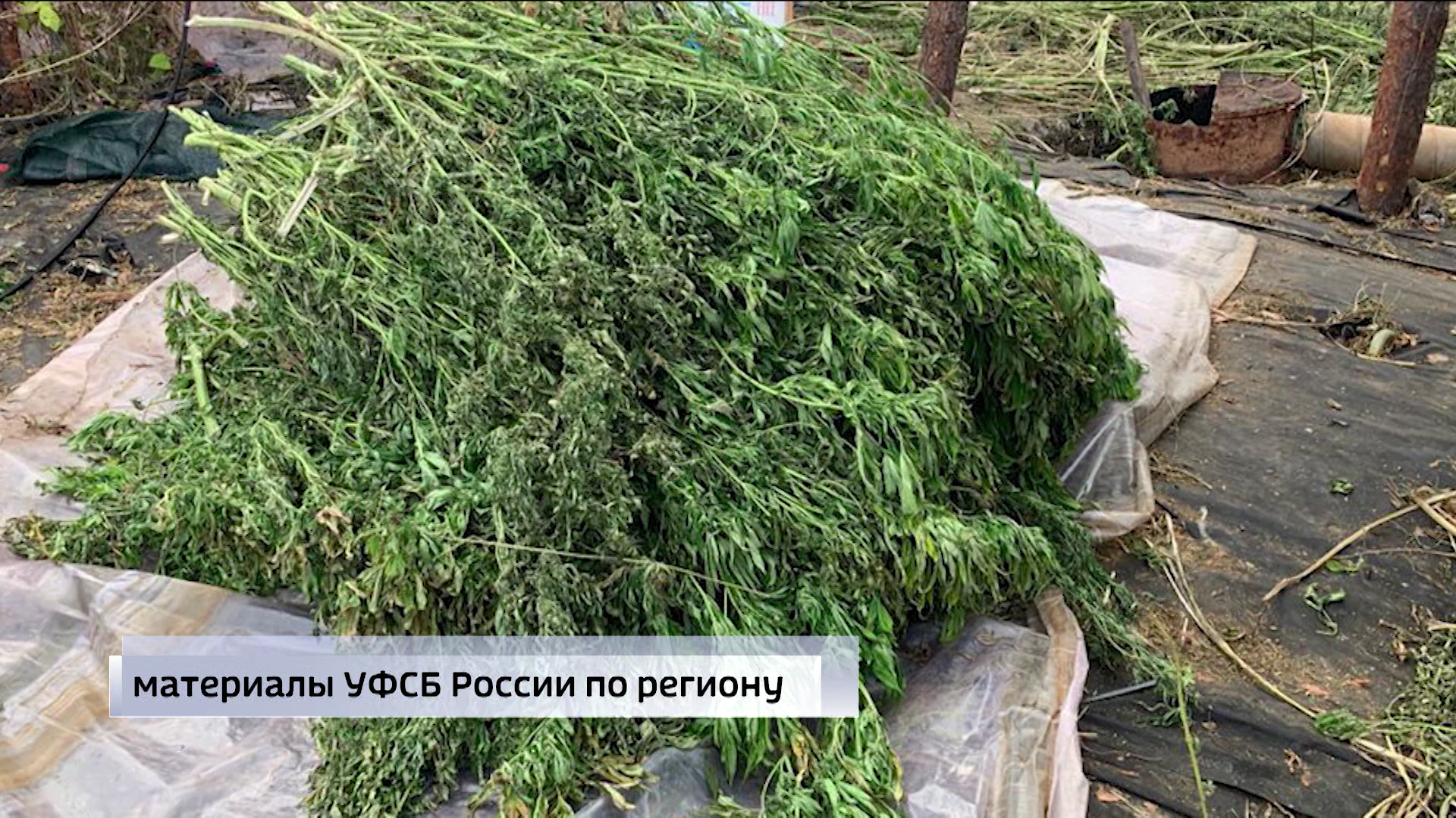 Под Волгоградом ликвидировали наркобазу