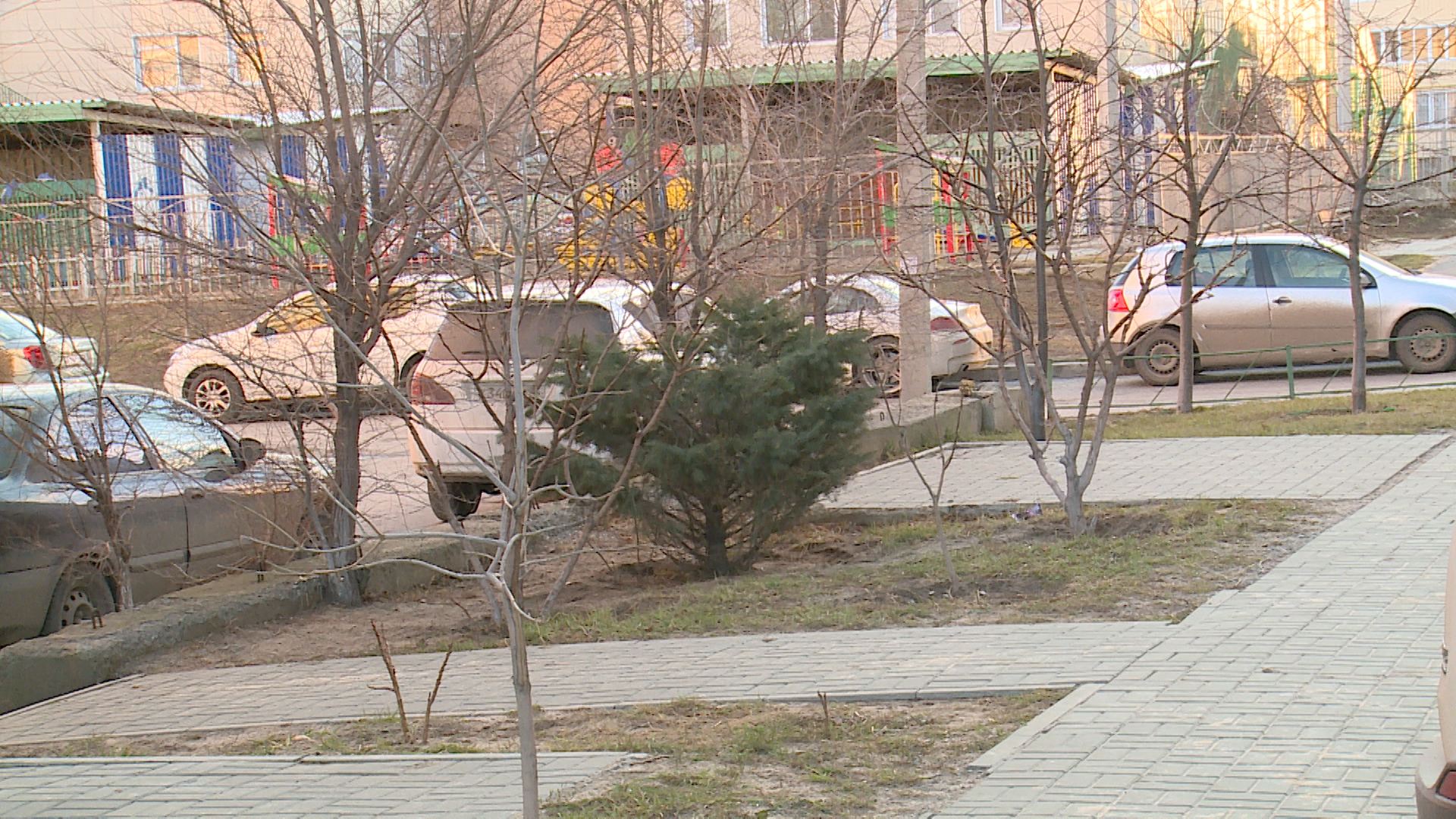 Елочные браконьеры добрались до дворов Волгограда