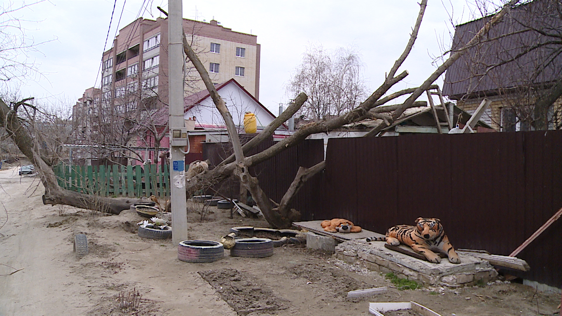 В Волгограде семья оказалась один на один с рухнувшим деревом