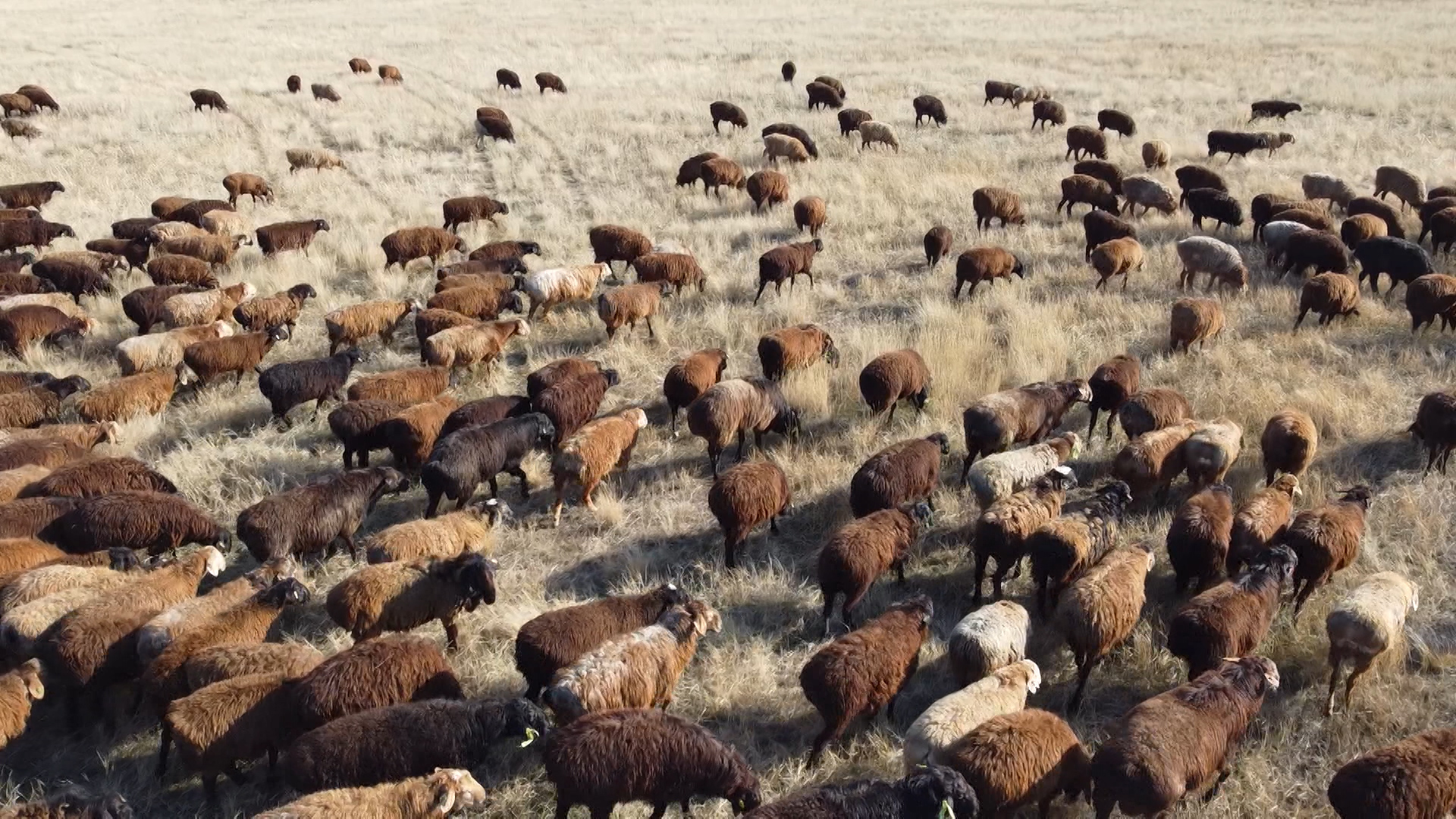 В Волгограде пройдет всероссийская выставка племенных овец и коз