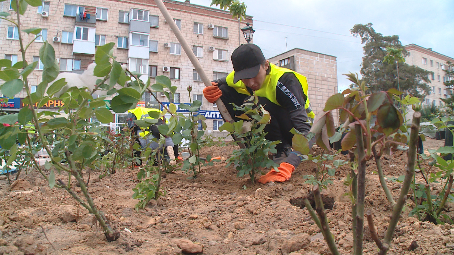 Розы из местных питомников украсят обновленный бульвар в Волгограде