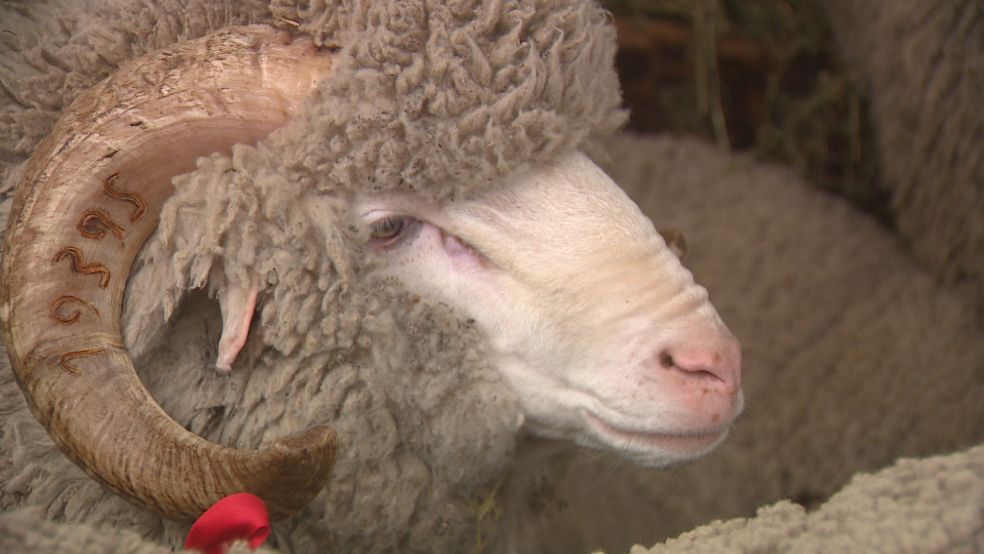 В Волгограде впервые состоялась всероссийская выставка племенных овец и коз