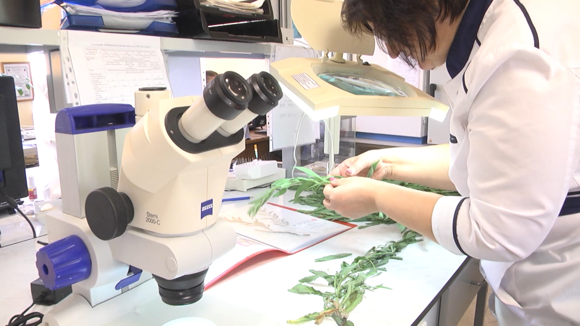 В Волгоградской области борются с горчаком ползучим