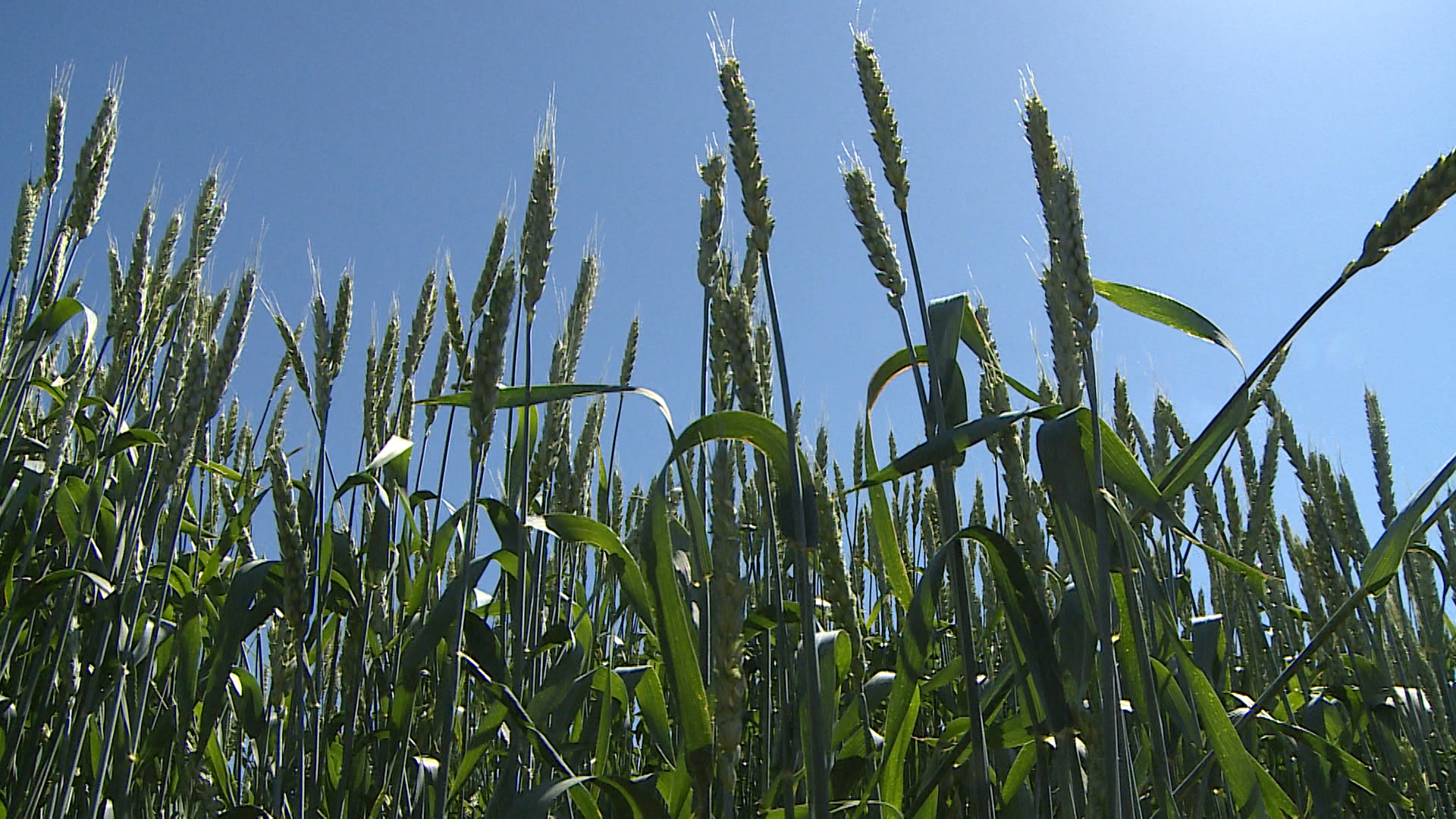 «Жатва может начаться раньше»: михайловские аграрии готовы к уборке зерновых культур