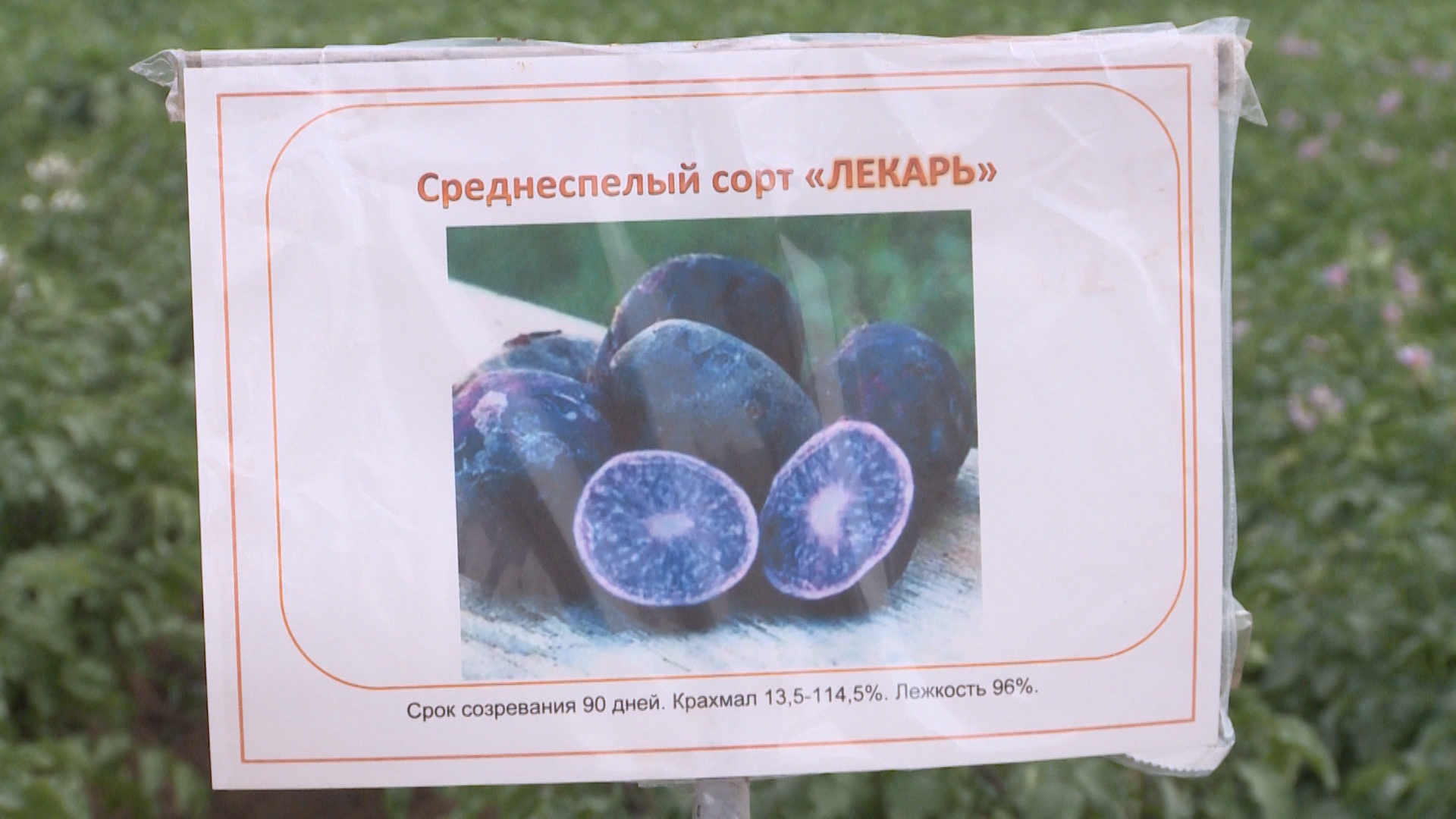 В Волгоградской области может появиться свой сорт картофеля