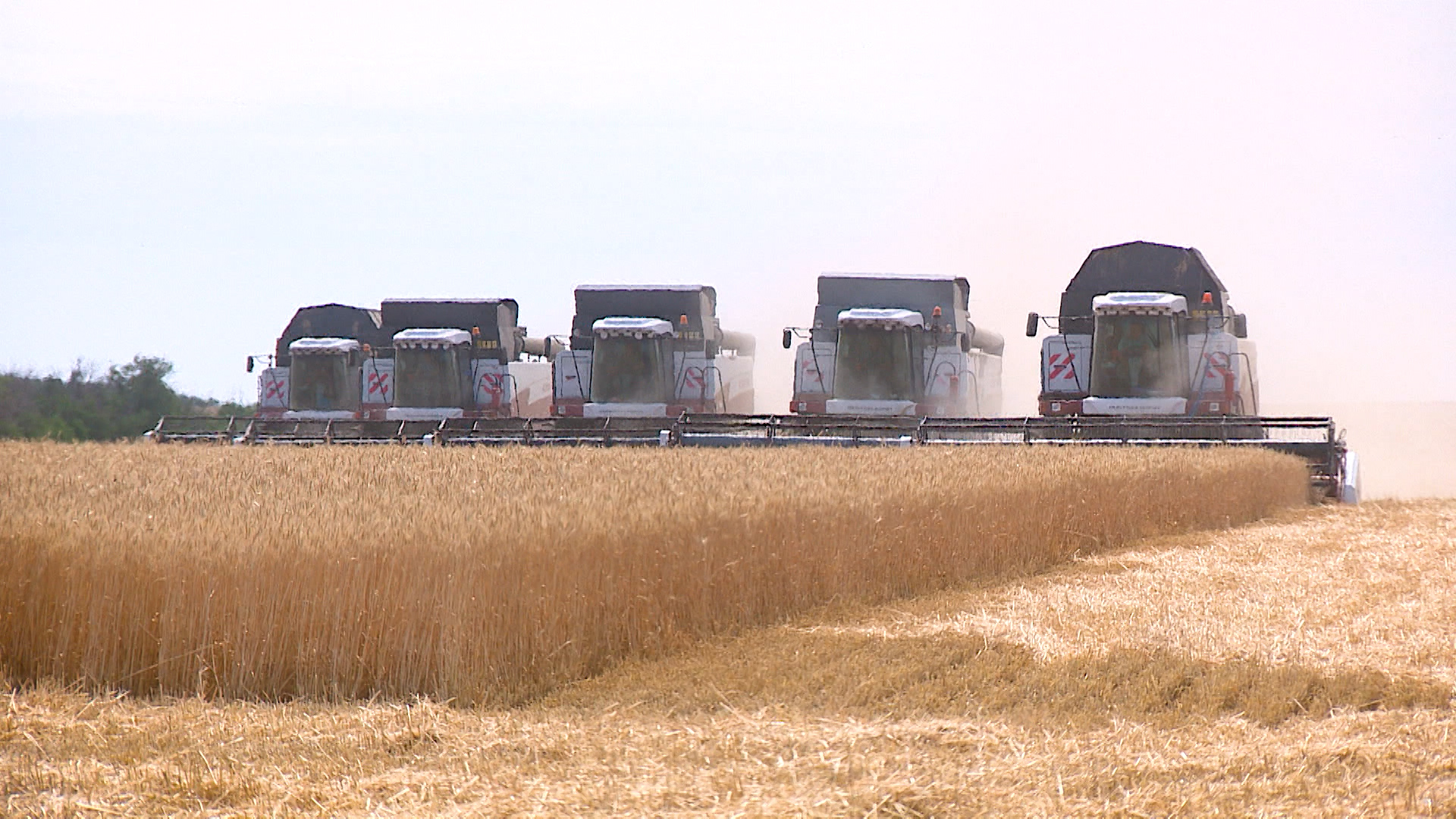 Традиционно в лидерах: еланские хлеборобы демонстрируют самую высокую урожайность