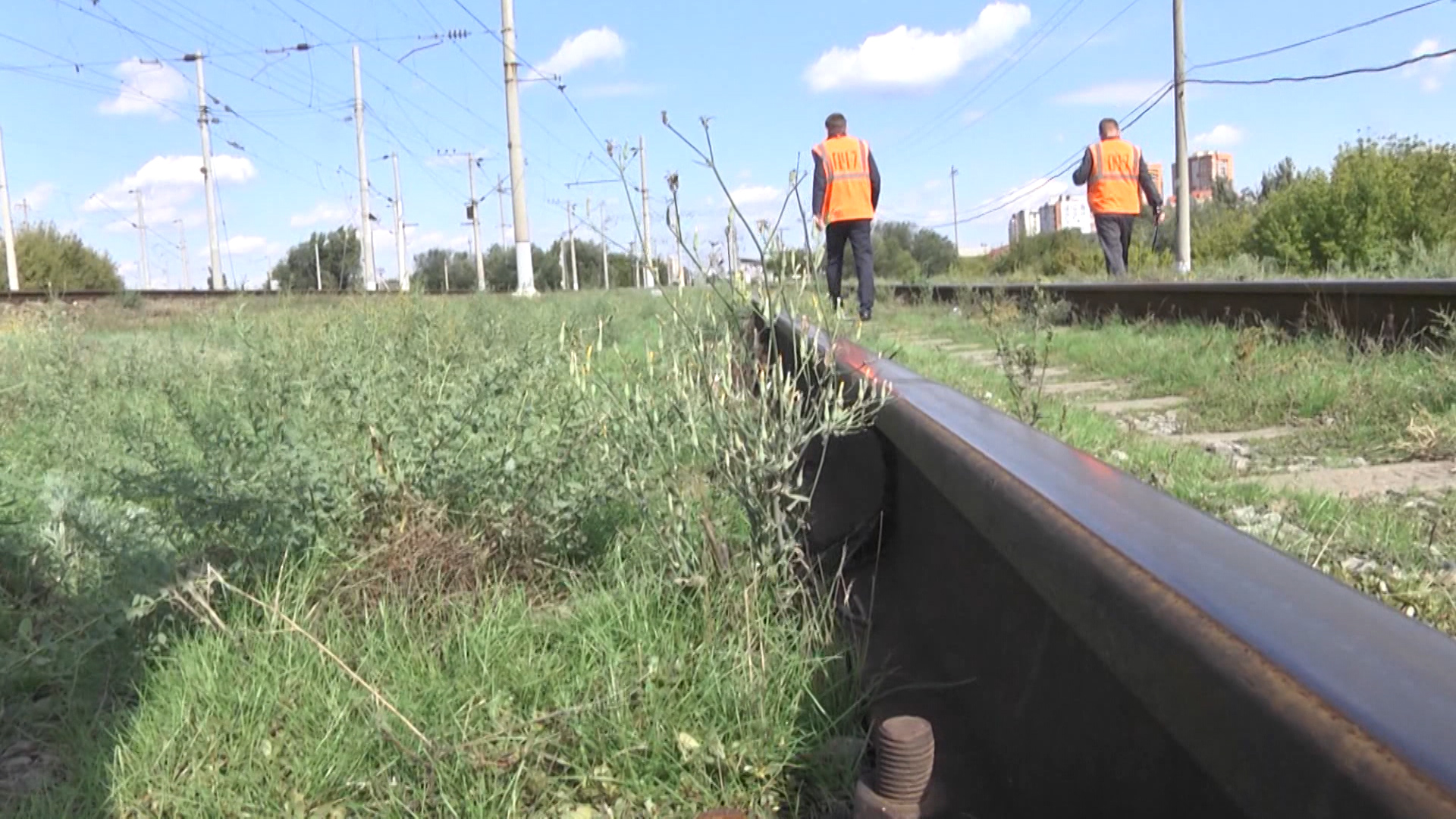 Волгоградская область избавилась от опасного сорняка – ценхруса малоцветкового