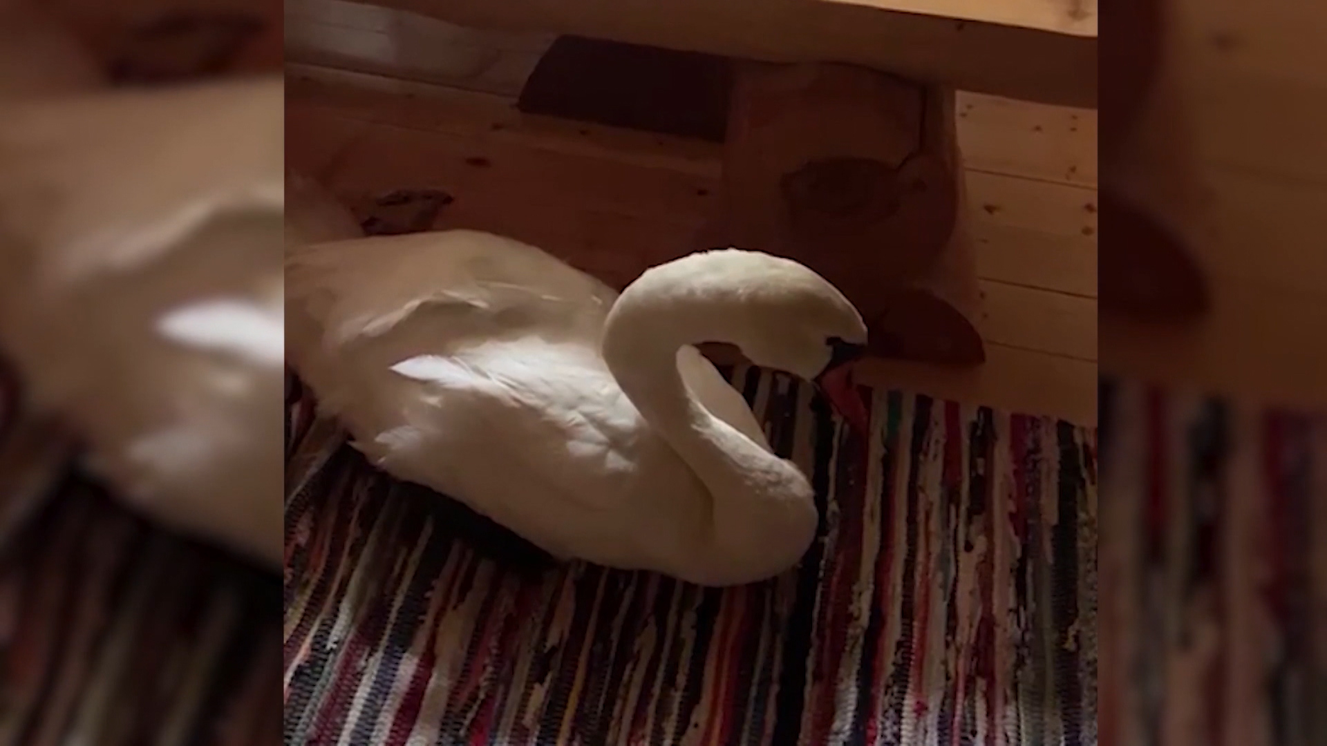 В Волгоградской области сотрудники полиции спасли раненого лебедя