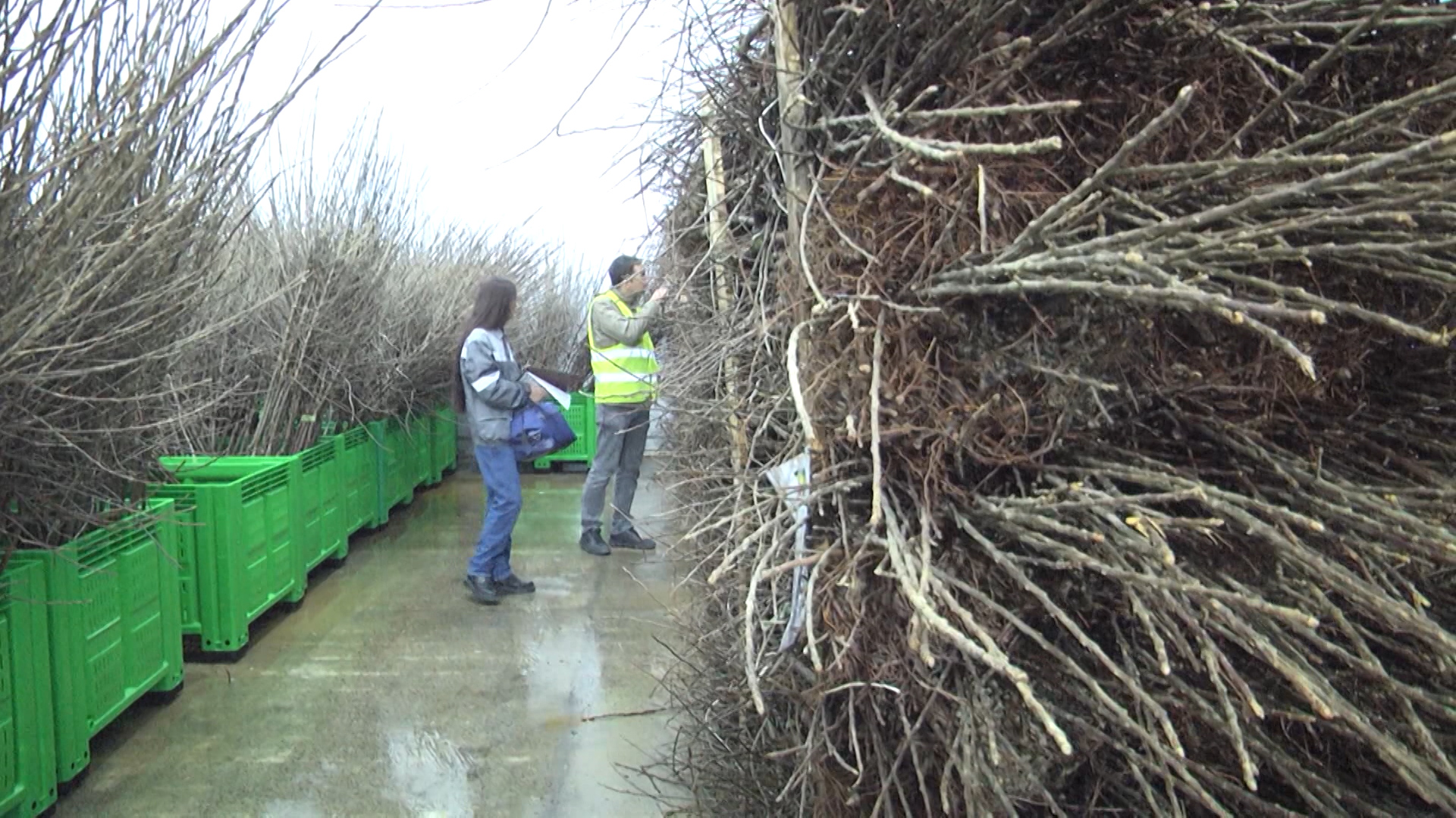Итальянские саженцы проверяют специалисты Россельхознадзора в Волгограде