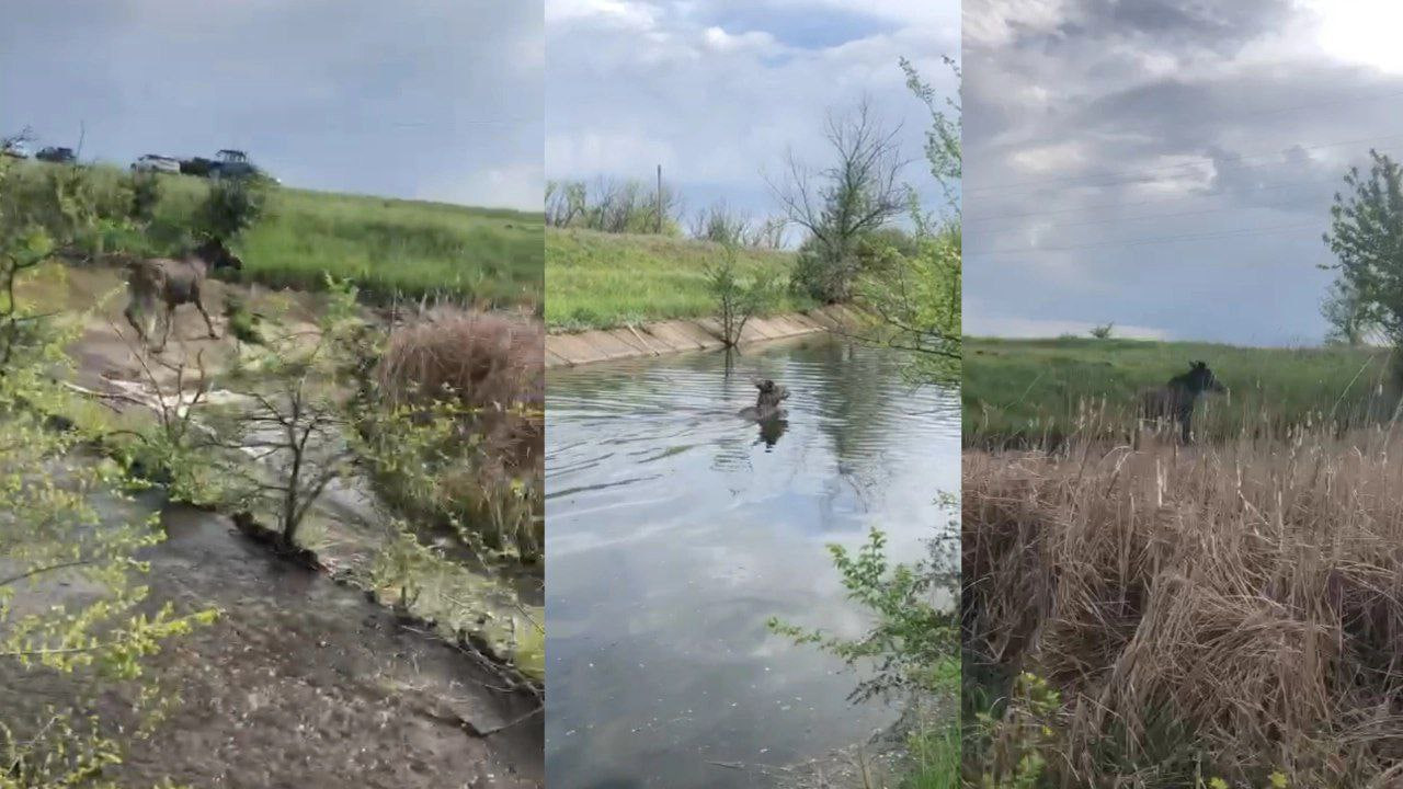 В Городищенском районе от гибели спасли молодую лосиху: видео