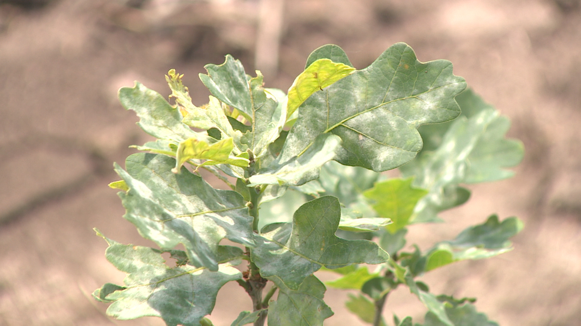 5 миллионов сеянцев деревьев намерены вырастить в Волгоградской области за два года