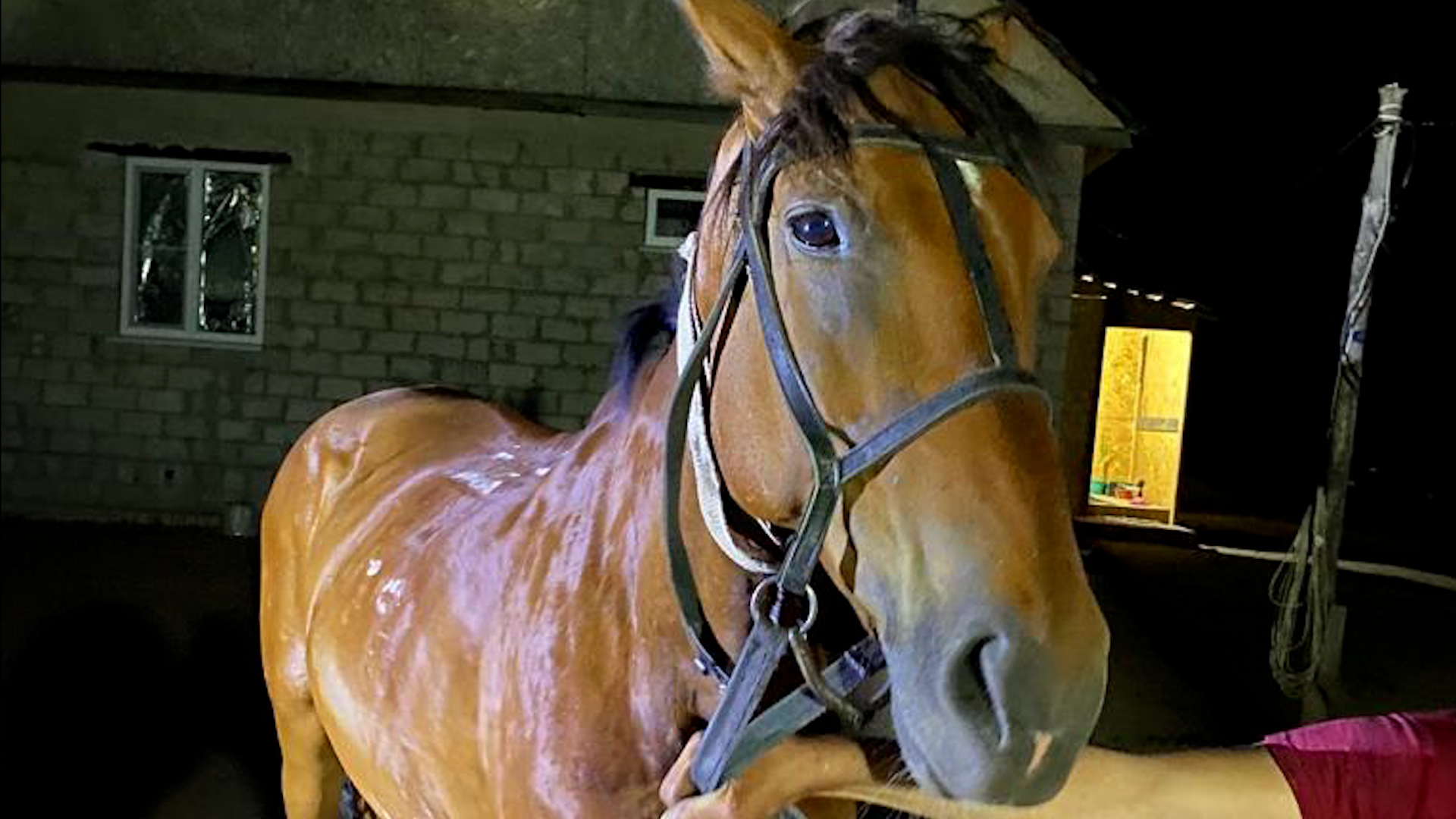 Конокрада с жеребцом за 100 тысяч рублей задержали в Волгоградской области