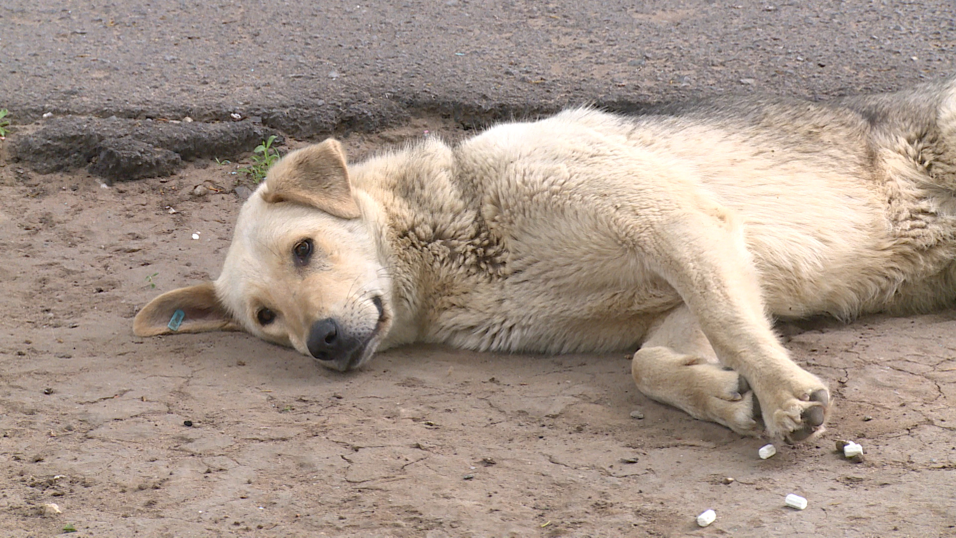 Волгоградцам предлагают забрать домой хвостатого друга из городского питомника в День открытых дверей