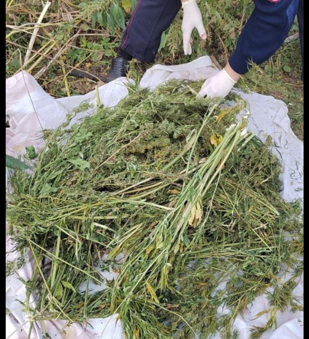 Хранившего свыше семи килограмм конопли мужчину задержали в Волгоградской области
