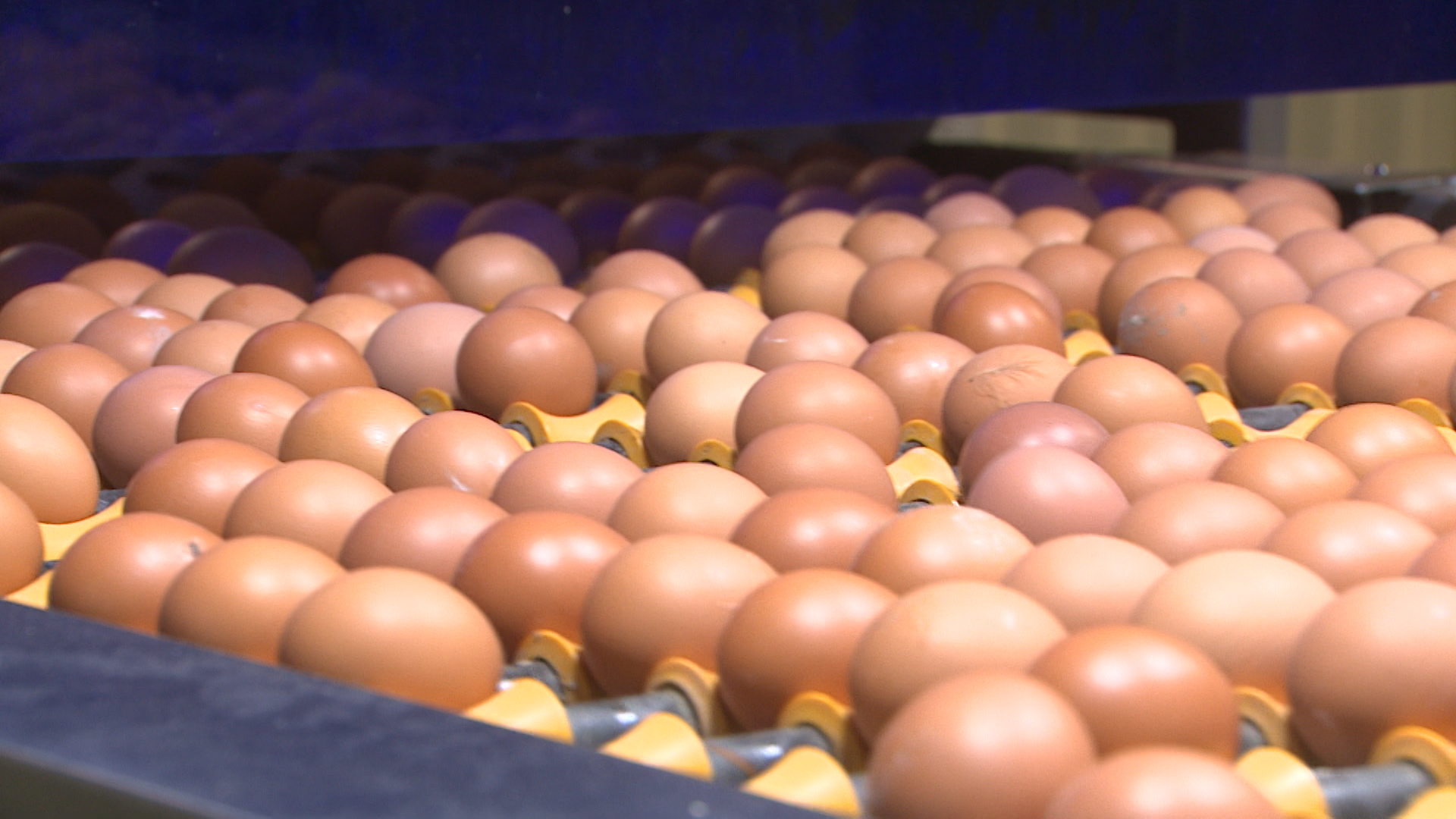 Продукция волжской птицефабрики признана лучшей на Всероссийской выставке «Золотая осень»