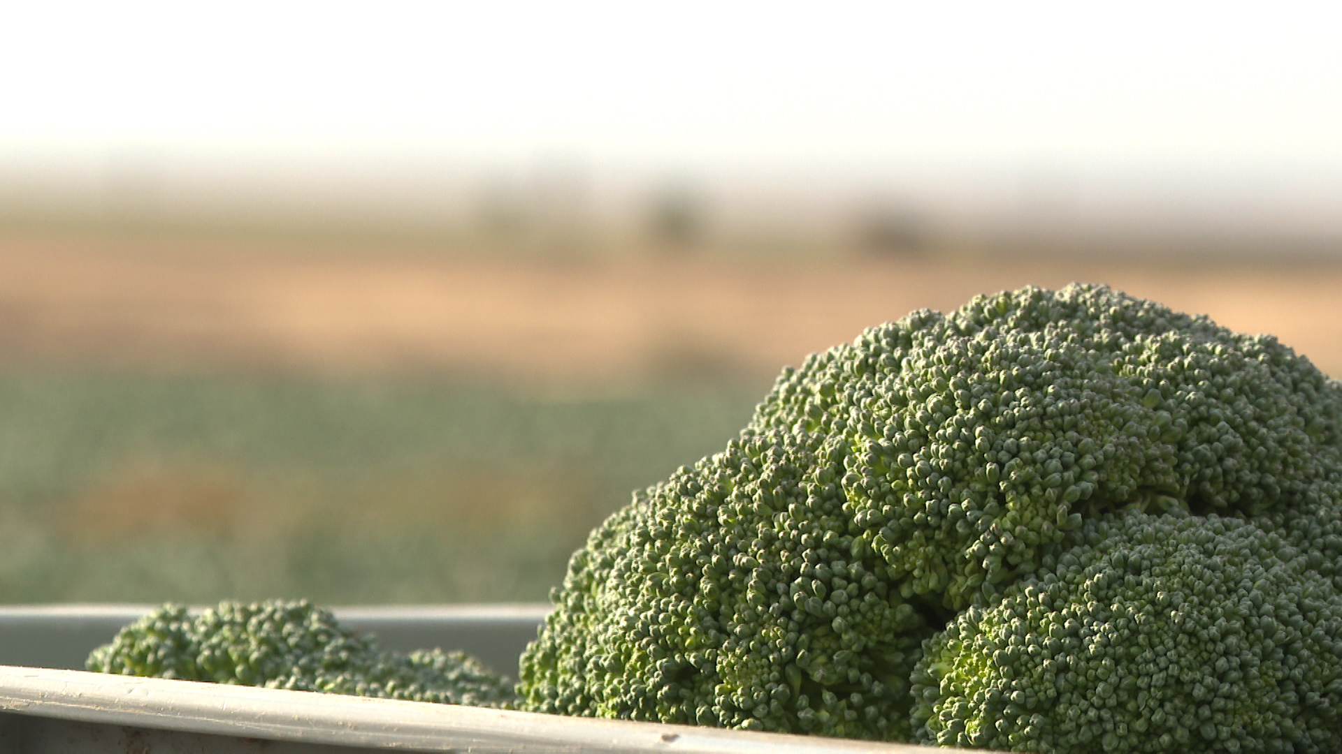 «Кушаем даже сырую»: в хозяйстве Волгоградской области собирают урожай брокколи с 15 гектаров