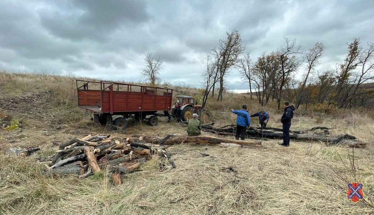 В Волгоградской области незаконно вырубили 30 дубов для заготовки дров