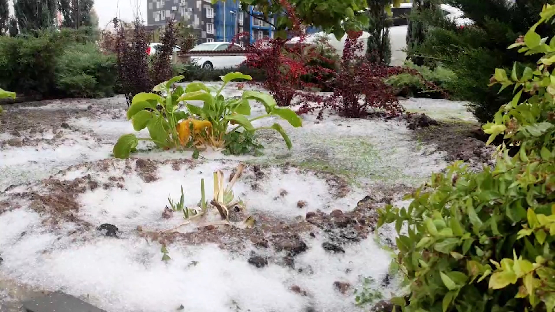 Мокрый и быстрый: жители Волгоградской области делятся кадрами октябрьского снега
