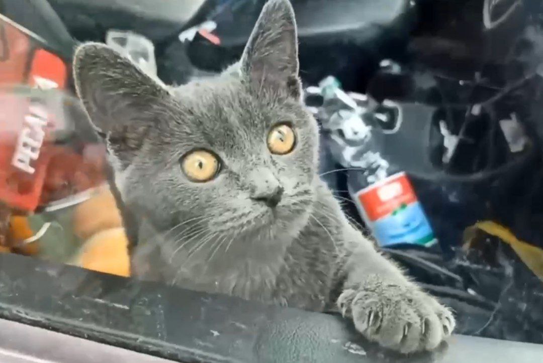 В Москве спасли кошку, запертую на четыре дня в машине с волгоградскими номерами