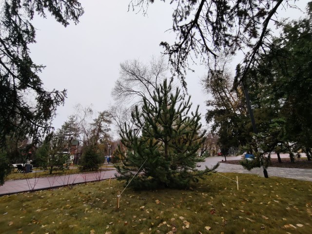 Более 630 саженцев деревьев и кустарников высадили в городском саду Волгограда