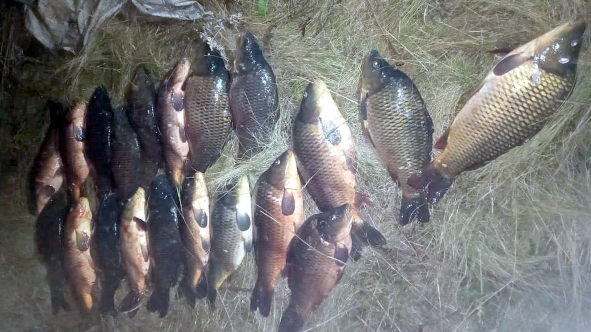 В Волгоградской области задержали браконьера с 40 килограммами рыбы