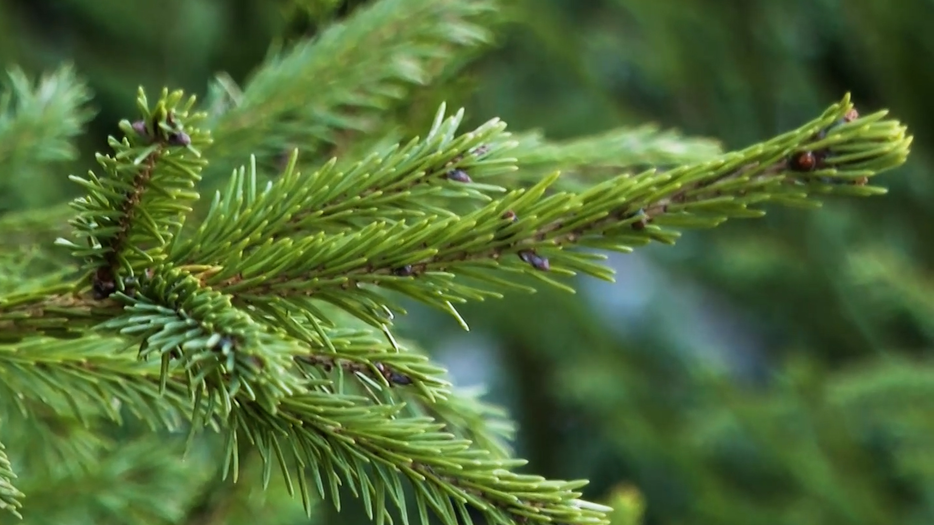 Волгоградцам предлагают арендовать живые ели к Новому году