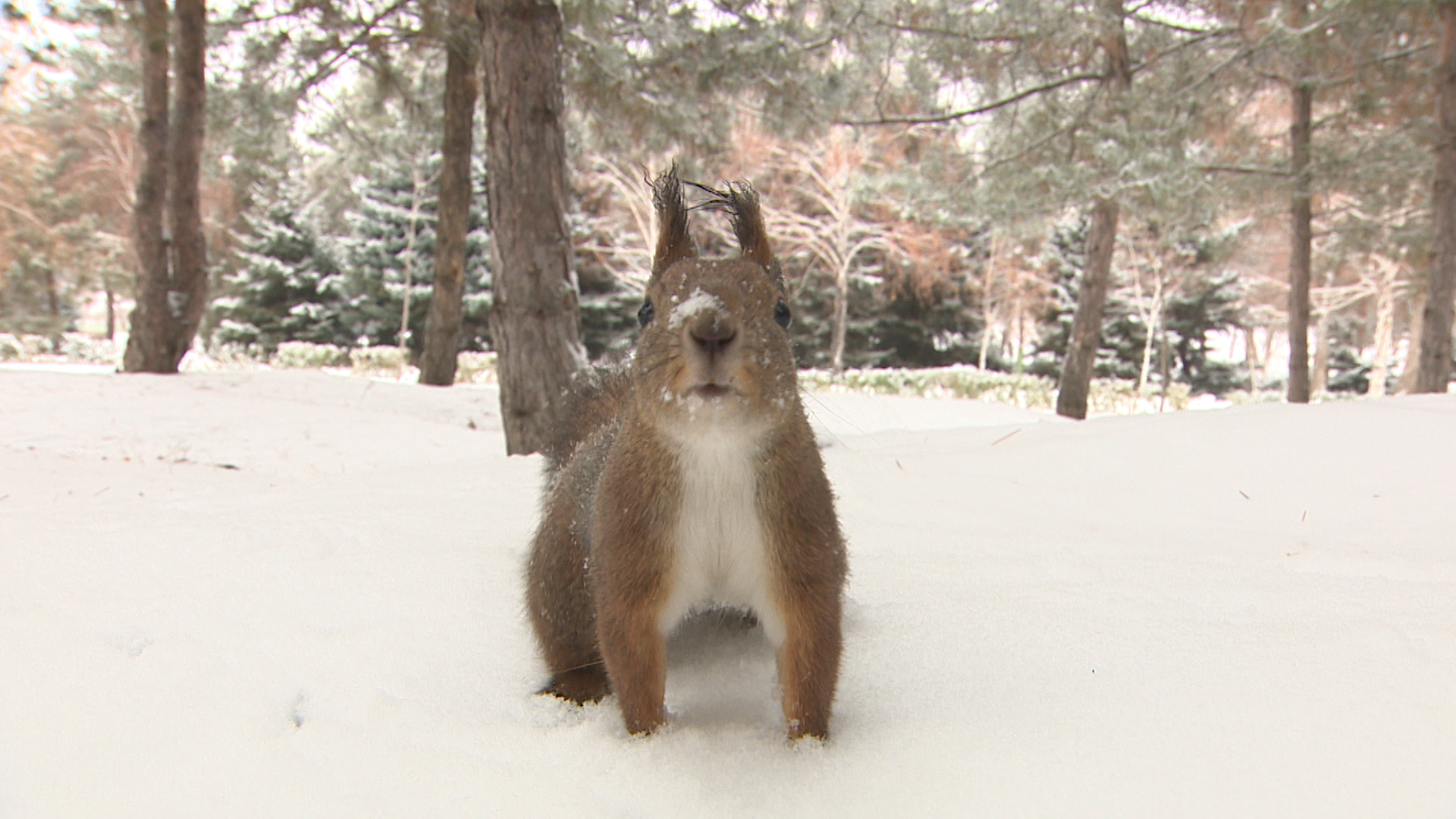 Морозы в Волгоградской области сменит оттепель