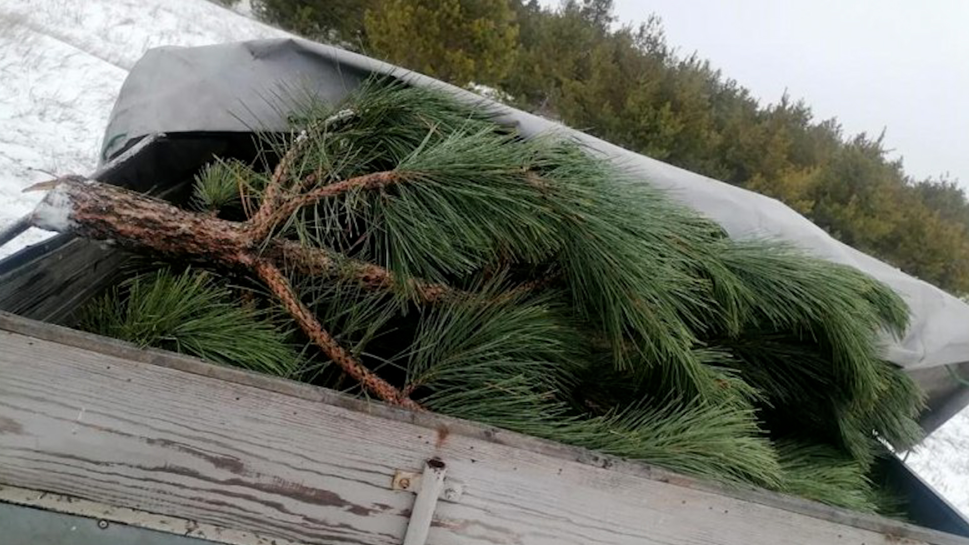 Жители Волгоградской области незаконно спилили три сосны для праздника