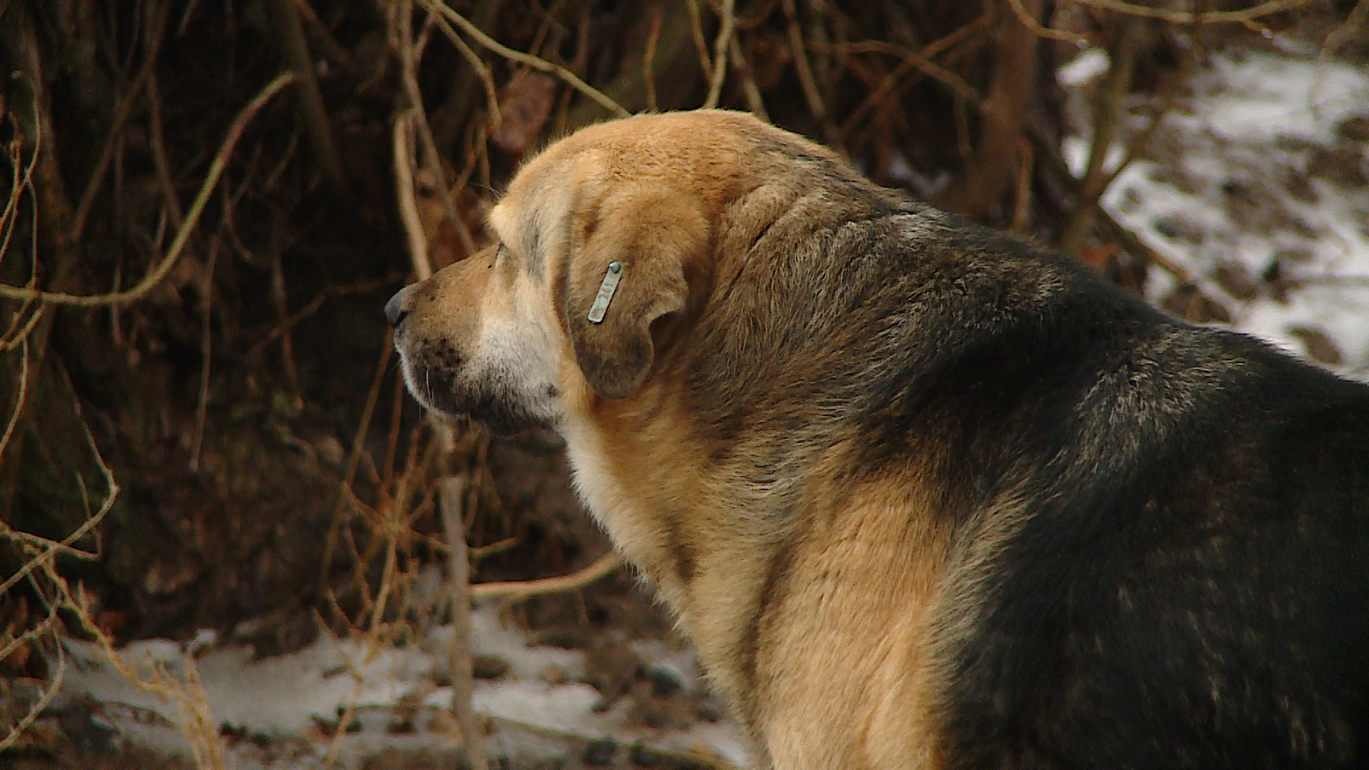 Глава СК поручил возбудить уголовное дело после нападения собак на ребенка в Волгограде