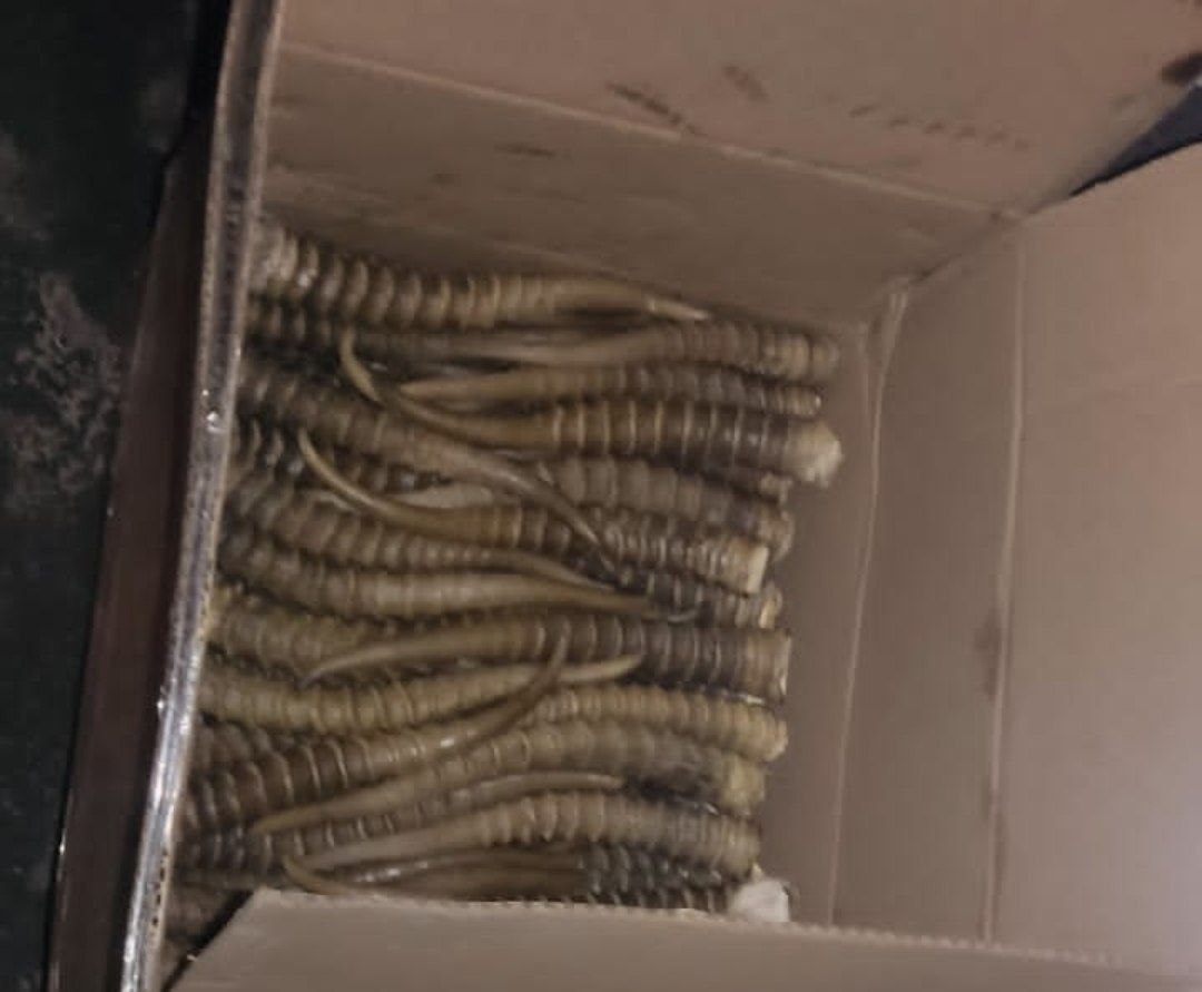 В Волгограде сотрудники ФСБ задержали иностранца с рогами краснокнижного сайгака весом 106 кг