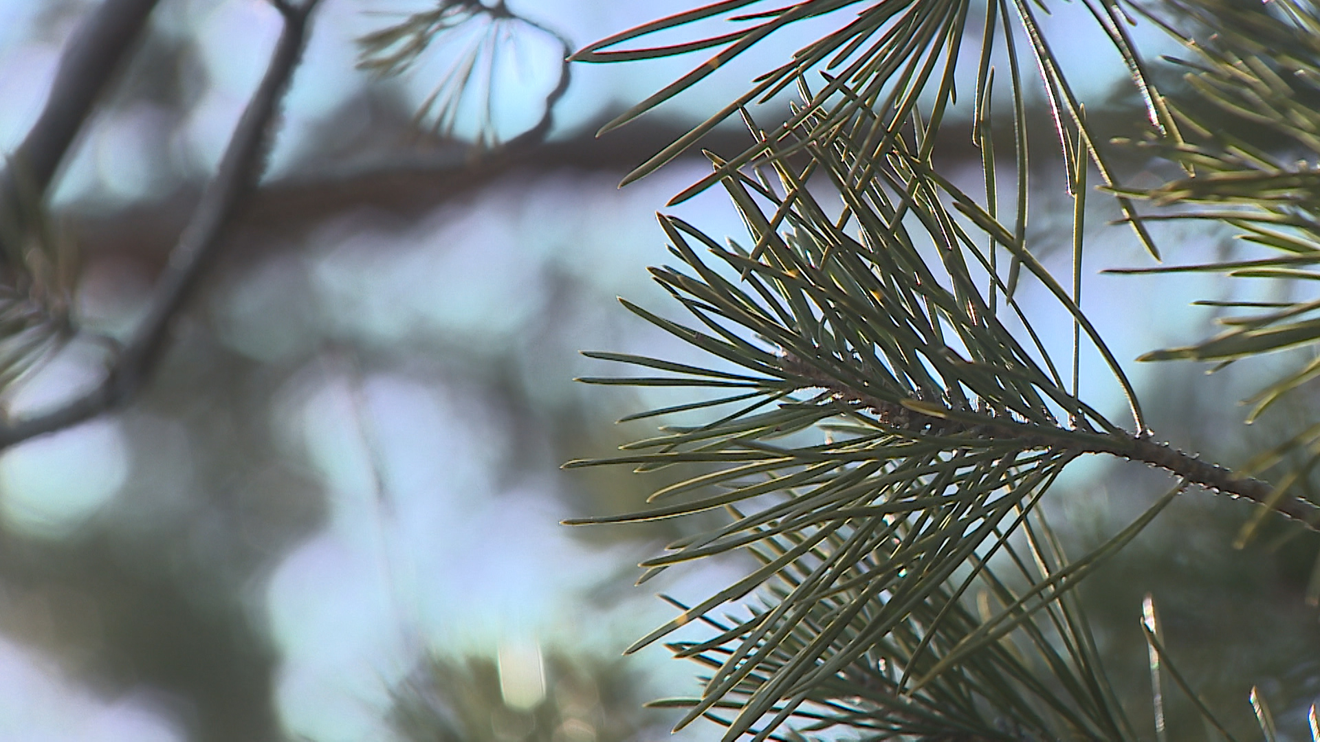 В Волгоградской области мужчина убил товарища во время валки деревьев