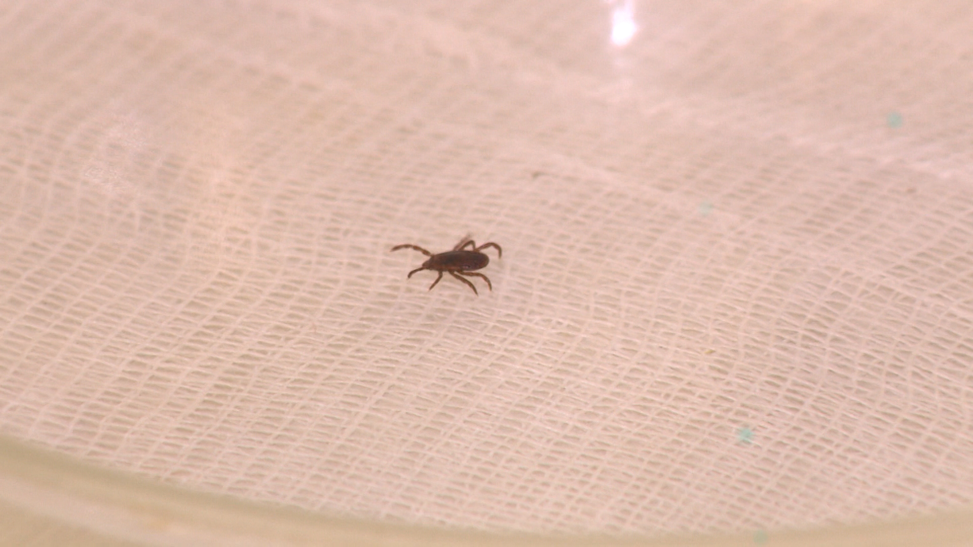 Жертвами клещей стали 10 жителей Волгоградской области