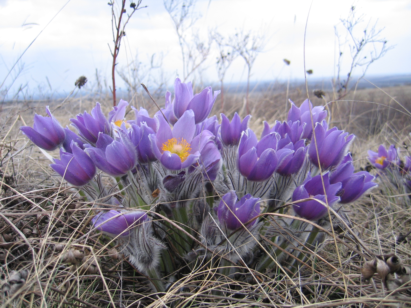 На волгоградской земле растет популяция краснокнижных первоцветов