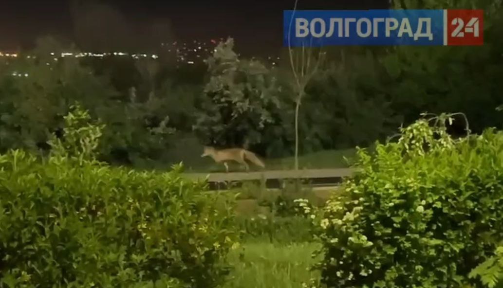 Лису заметили на Мамаевом кургане в Волгограде