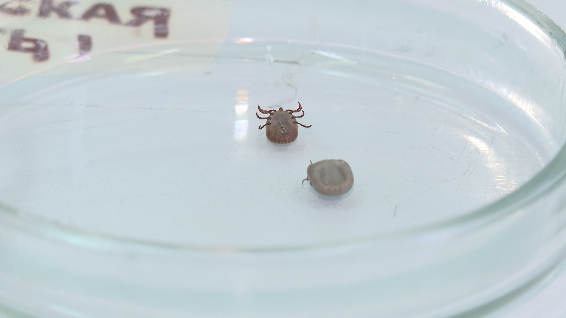 Жертвами клещей стали 249 жителей Волгоградской области