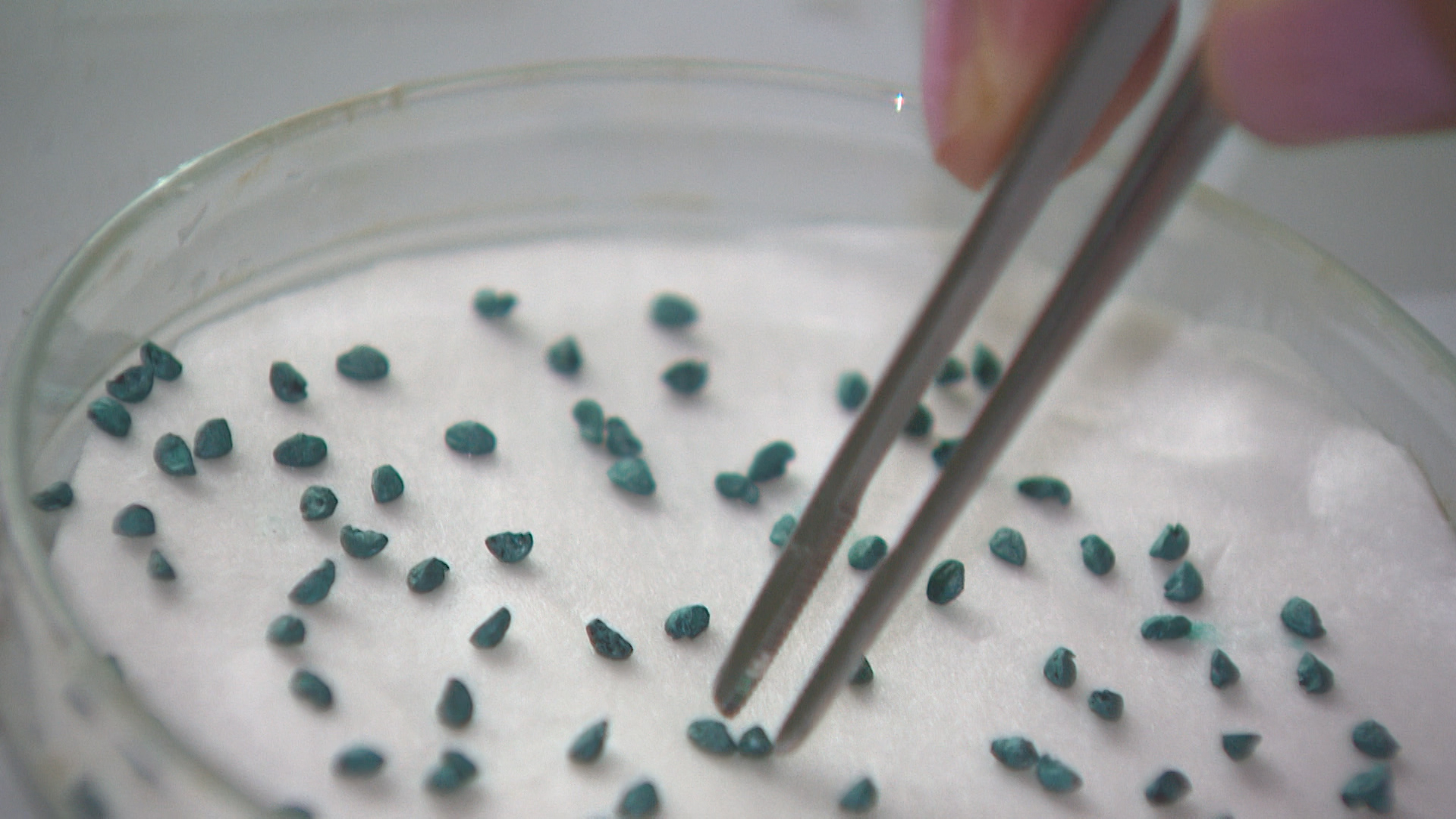 Волгоградская область получила 1,5 тонны семян овощных культур из Франции