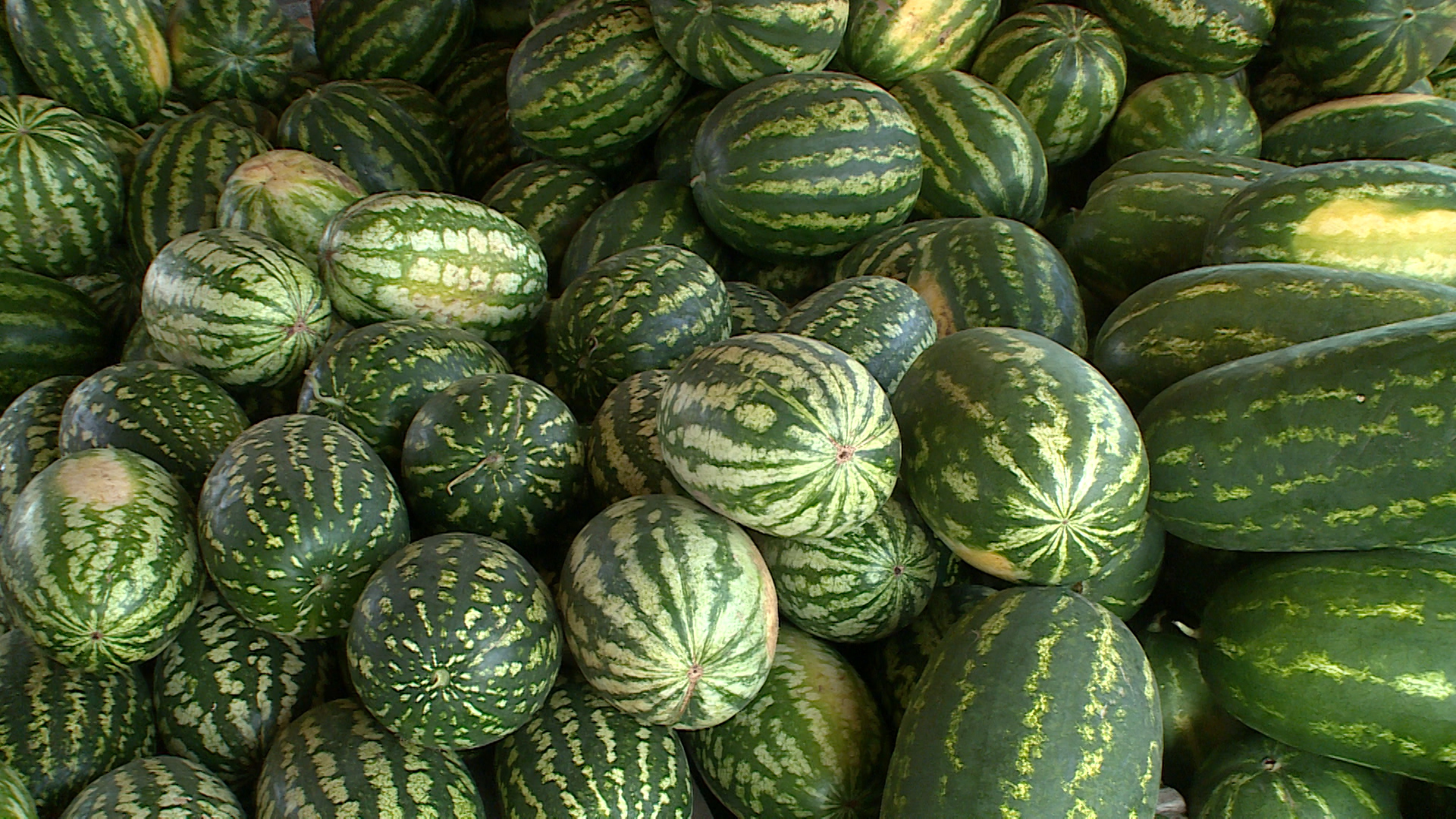 Партию иранских арбузов и фиников проверили в Волгоградской области