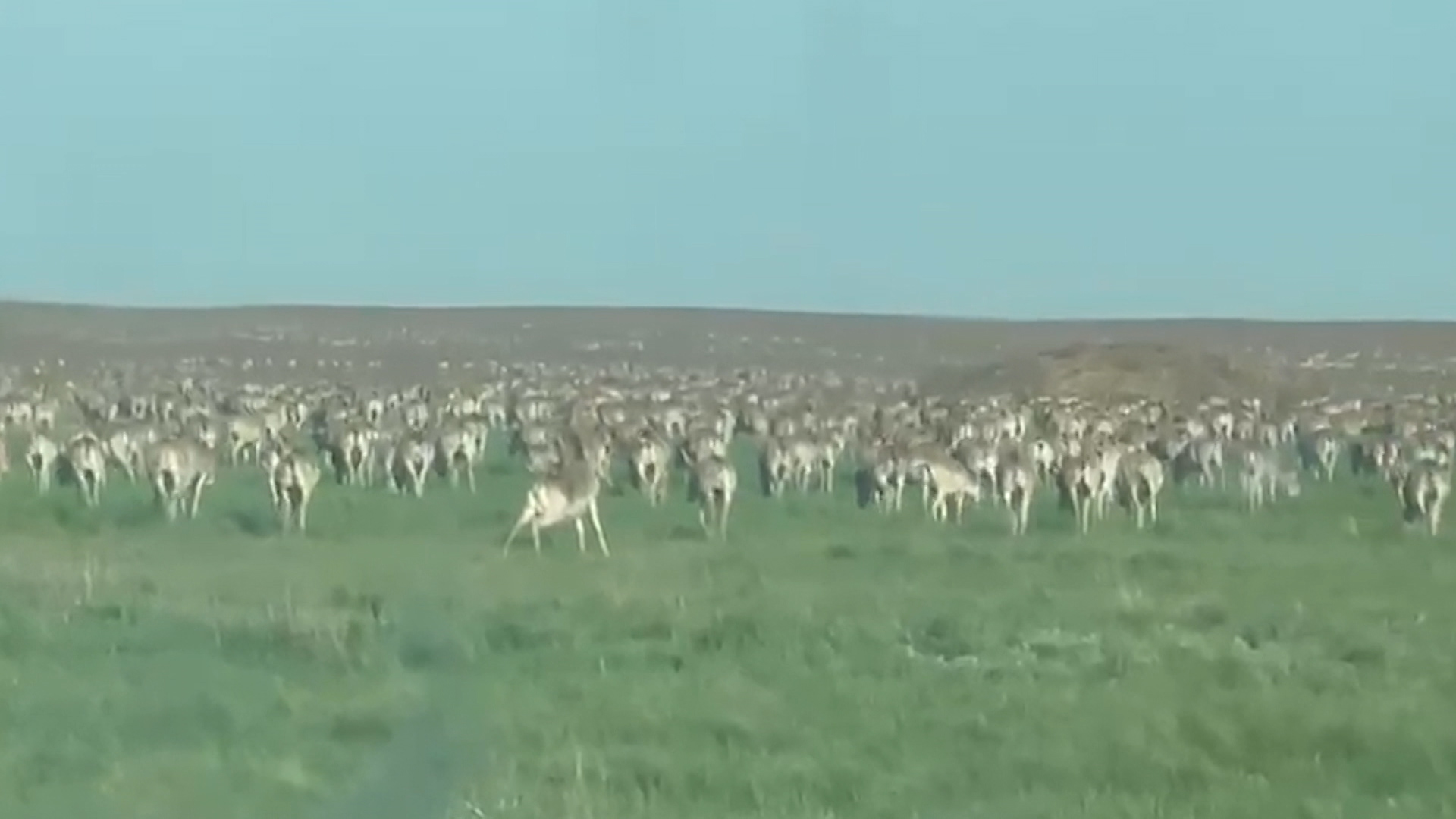 Полчища сайгаков кошмарят волгоградских фермеров