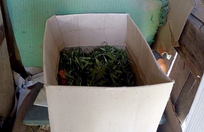 Под Волгоградом полицейские изъяли 26 кустов конопли и марихуану