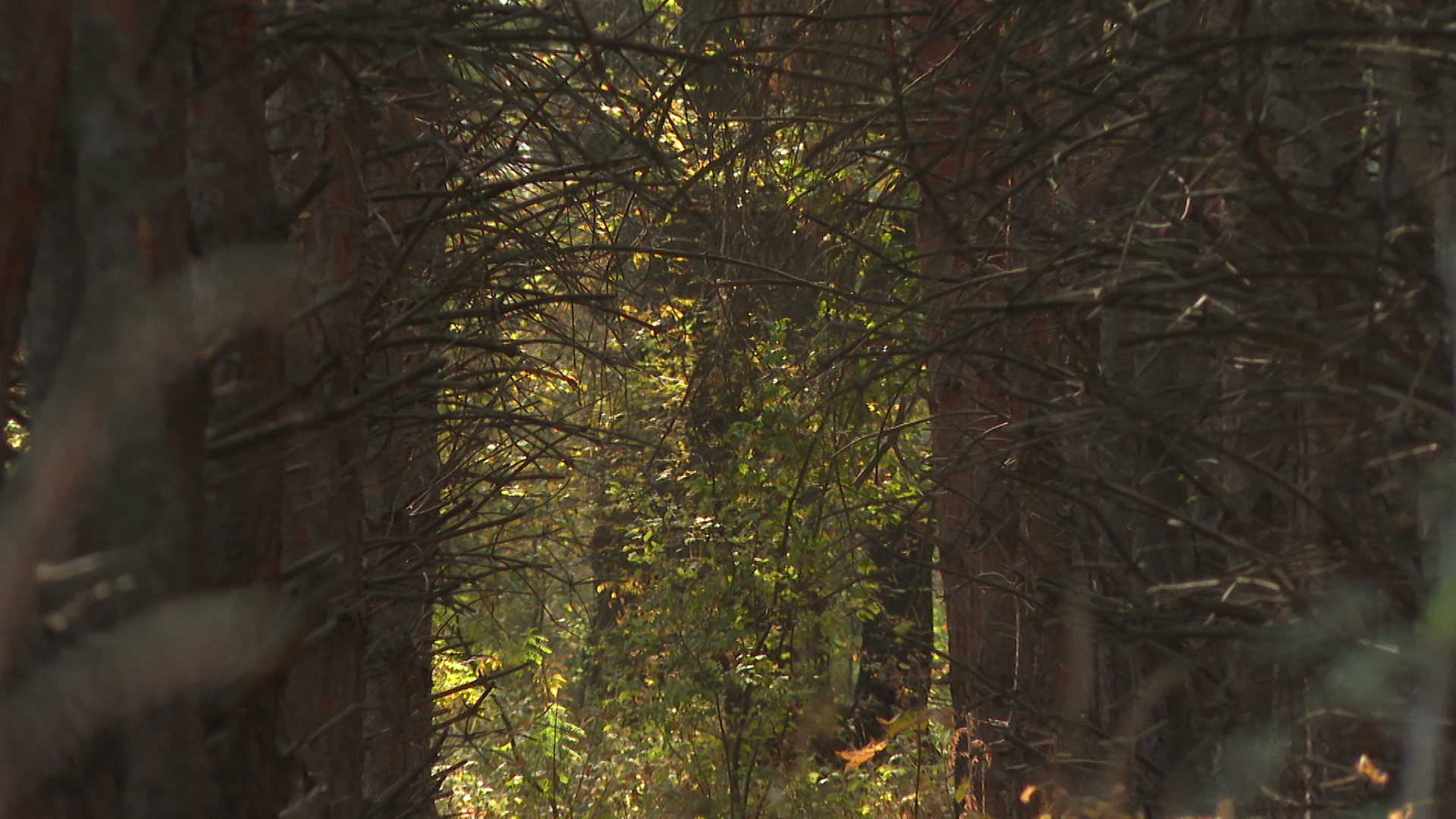За сбитого насмерть лося под Волгоградом выплатили 80 тысяч рублей
