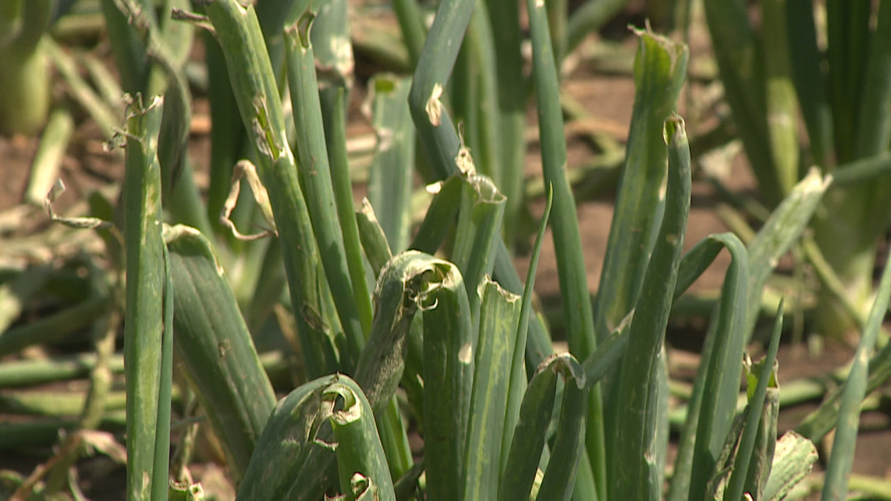 «Ребята, урожая нет»: ущерб после града в Волгоградской области измеряется десятками миллионов рублей