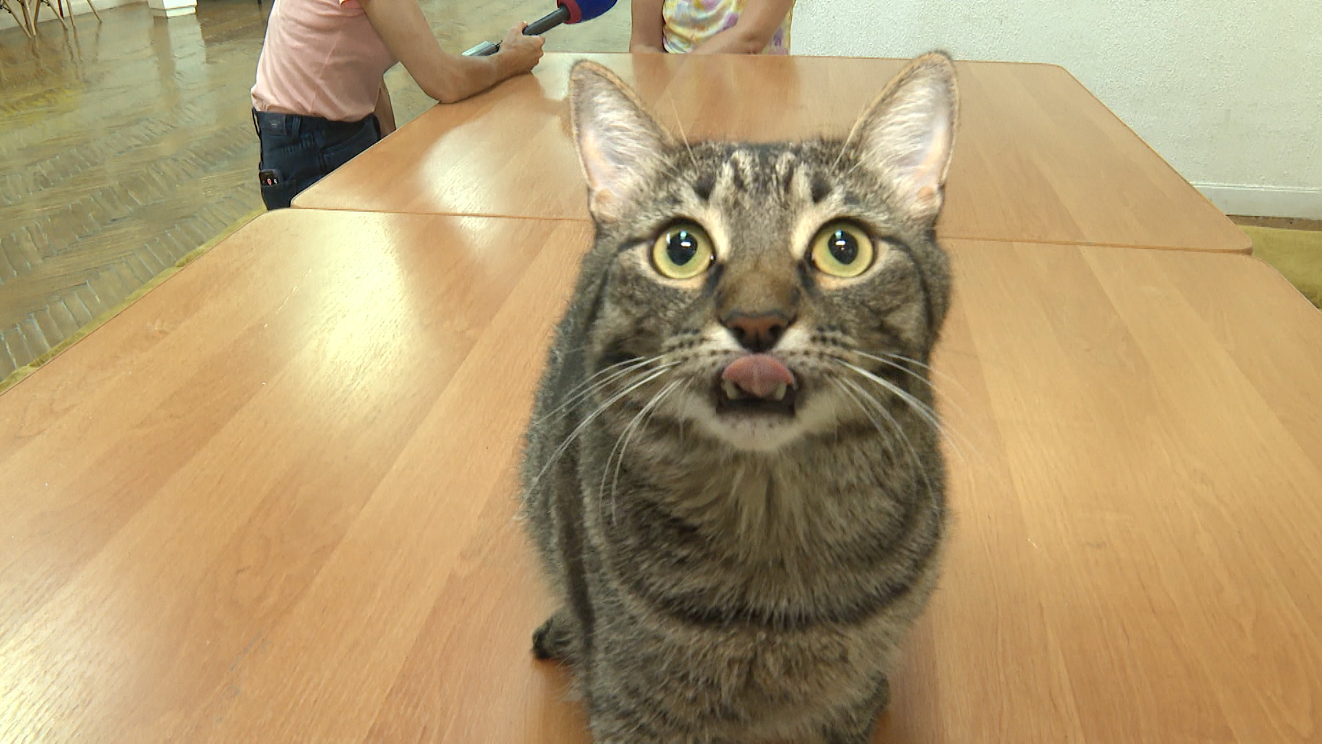 Кот-экскурсовод встречает посетителей Волжского выставочного зала