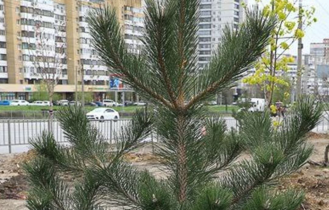 Еще одна зеленая зона появится на волгоградском проспекте Маршала Жукова