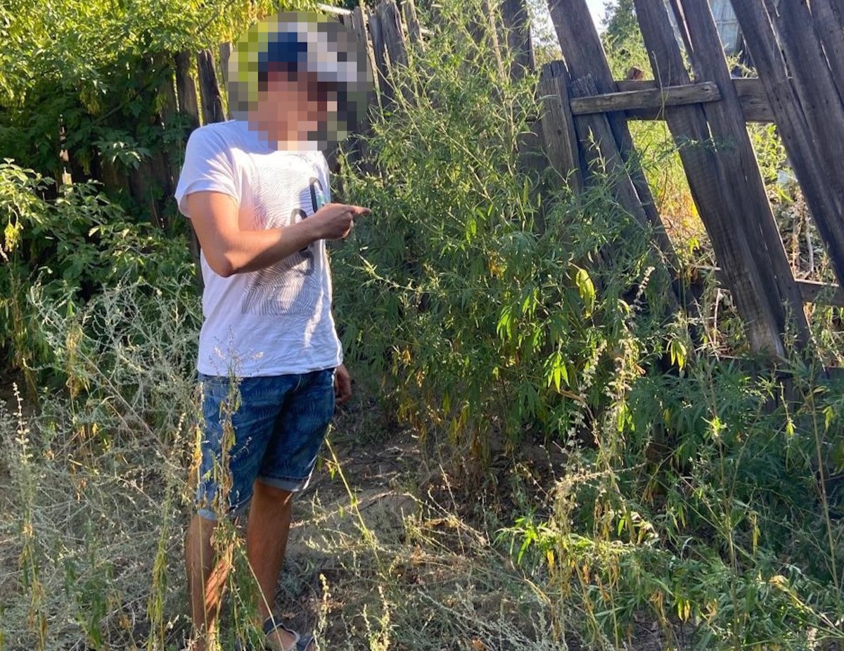В Волгограде задержали подозреваемого в хранении конопли