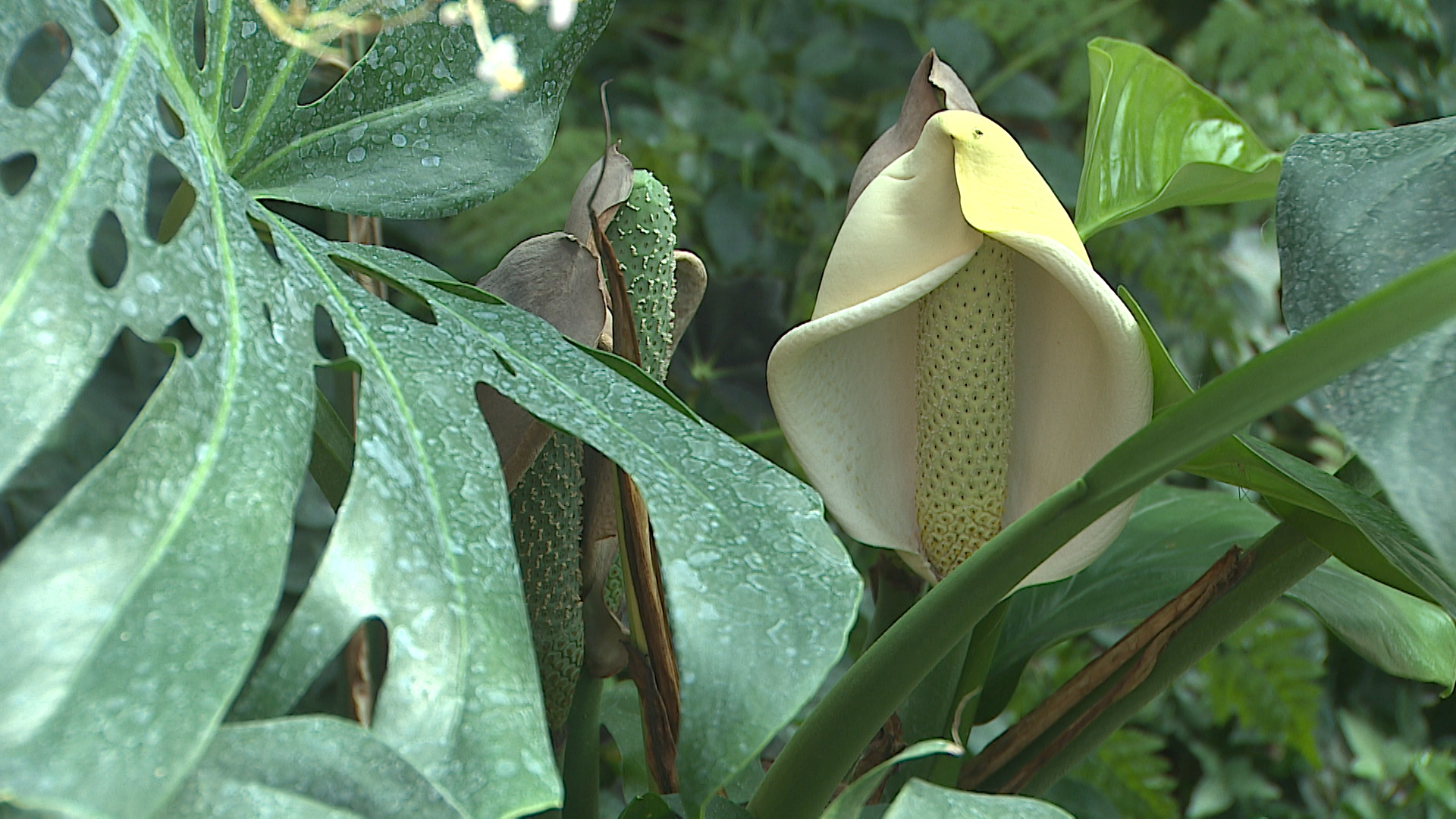 Обновится за три года: в Волгоградском региональном ботаническом саду началась реконструкция