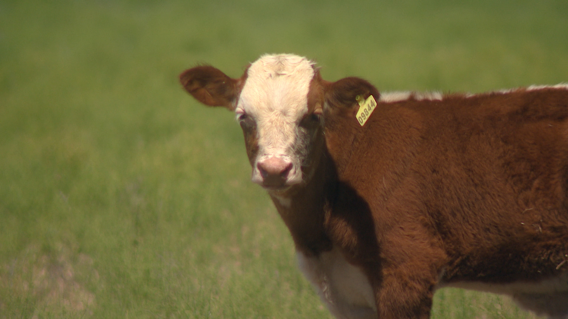 Хозяйства Волгоградской области произвели более 357 тысяч тонн молока