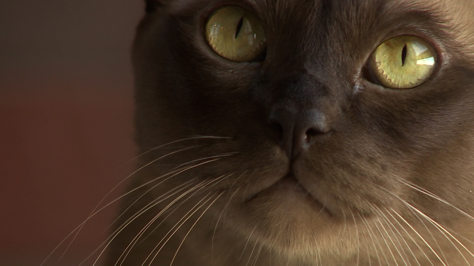 Волгоградка показала своего питомца редкой бурманской породы