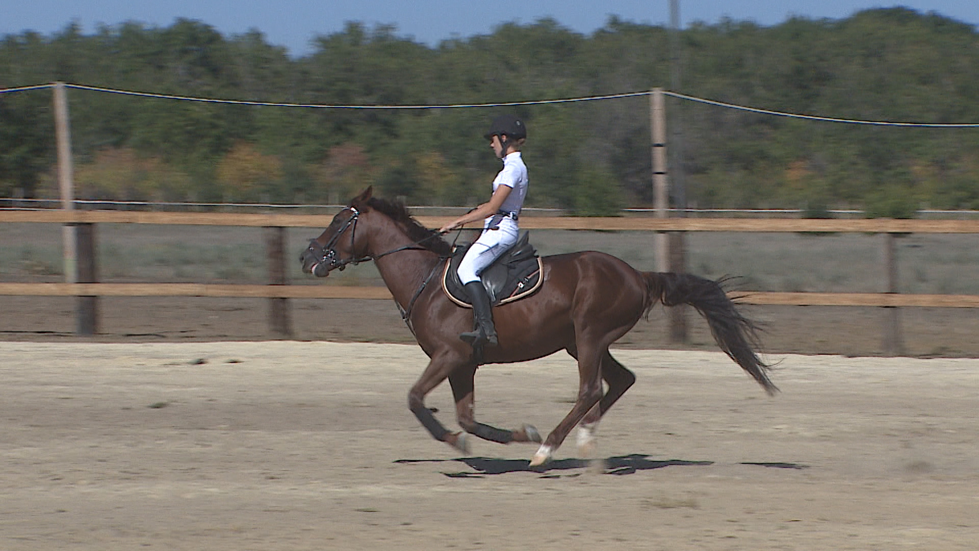 В  Волгоградской области прошли конные состязания по конкуру и джигитовке